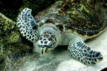 <p>Sea turtle</p>