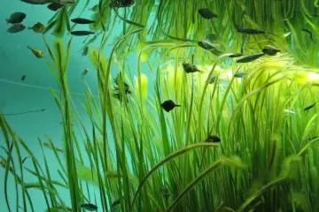 <p>River fish</p>