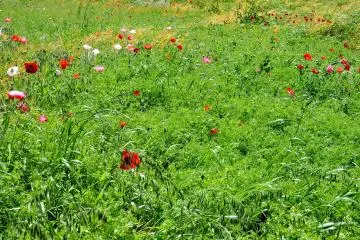 <p>Poppies in a green field</p>