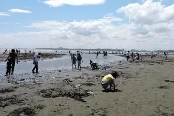 <p>People were digging for shellfish on the beach</p>