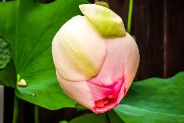 <p>A lotus plant</p>
