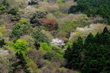 The varied texture of spring in a mountain forest