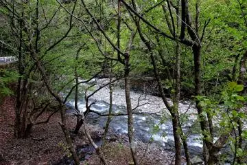 White water though tree trunks