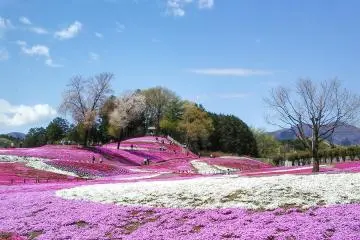 Pemandangan dari area di dekat pintu masuk taman. 'Moss phlox' merah muda sudah siap untuk menyihir siapapun yang melihatnya.