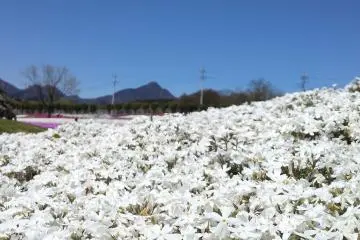 Pemandangan lebih dekat dari 'moss phlox' berwarna putih. Langit biru membuat kelopak putihnya jauh lebih menonjol.