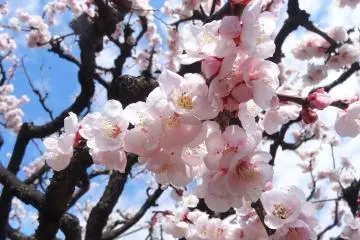 <p>สีสันและกลิ่นหอมหวานของดอกพลัม</p>