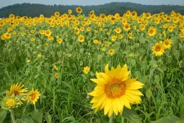 <p>วิวทุ่งทานตะวันฝั่งตรงข้าม</p>