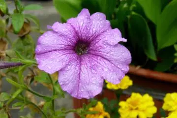 Purple Ipomoea, better known as "Asagao" (Photo: Olga Kaneda)