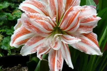 Unusual striped lily (Photo: Olga Kaneda)