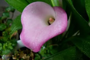 Pink callas. These flowers can have more than six different shades (Photo: Olga Kaneda)