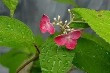 Hydrangea is a queen of the rainy season!  (Photo: Olga Kaneda)