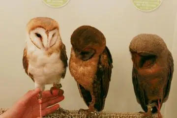 Mereka tampaknya datang langsung dari film Harry Potter.