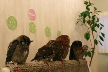 Mereka berteman dan dalam berbagai ukuran.