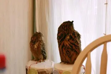 Beberapa burung berukuran cukup besar. Saya tidak menyangka ukurannya begitu besar ketika melihatnya dari dekat!
