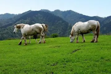 Hattori Farm in Kanagawa