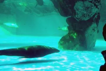 <p>These seals were zooming around the rocks in their tank</p>