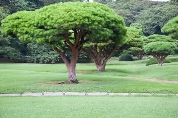 The traditional Japanese garden is a great place to relax and unwind