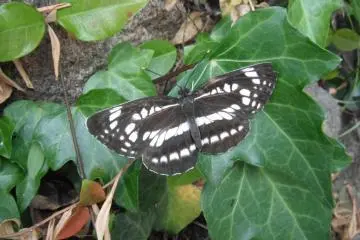 Butterfly outside a shrine