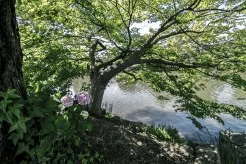 <p>The flora and fauna around Matsue really make for good photos. I can only imagine how it looks like in the other seasons.</p>