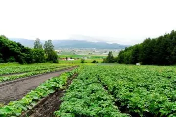 WWOOFing in Japan