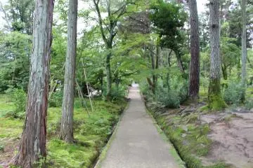 <p>The moss garden</p>