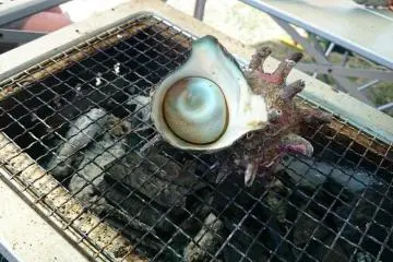 <p>Delicious turban shells or in Japanese, sazaesan on sale</p>