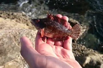 <p>Caught my first fish!</p>