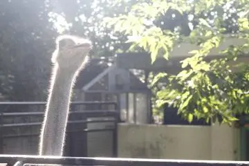 <p>An ostrich runs around.&nbsp;</p>