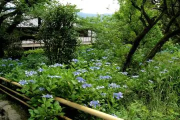 <p>Hydrangeas bloom in a half wild setting</p>