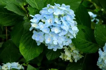 <p>Pale blue perfection</p>