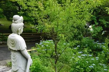 <p>Kanon watching over the hydrangeas</p>