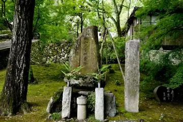 <p>The moss is thick under the trees</p>