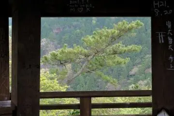 <p>A pine tree framed by one side of the wooden lookout tower</p>