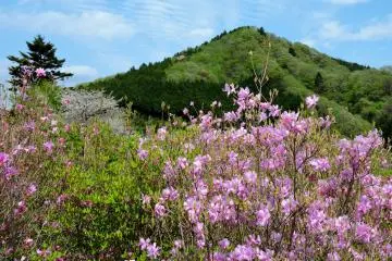 Pink azaleas