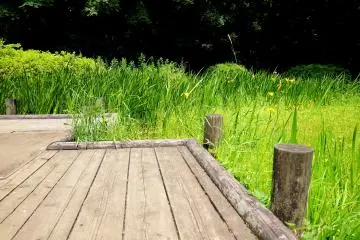 ตรงสุดทางไม้คุณจะไปถึงสวนดอกไอริส