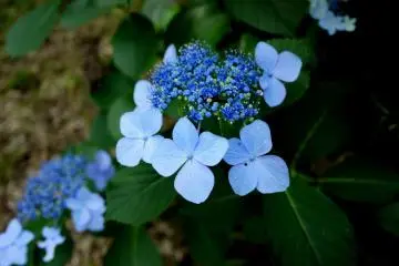 Blue hydrangeas