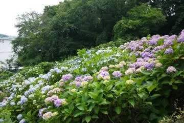<p>... and many different colors</p>