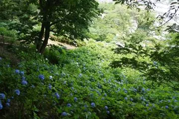 A slope covered with blue hydrangeas