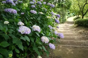 <p>A dirt path leading past pale violet colored hydrageas</p>