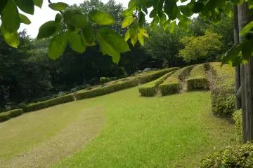 <p>I'm not sure what these neatly trimmed rows are... but they look a bit like tea bushes</p>
