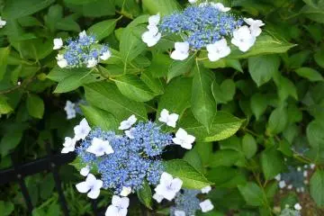 <p>One of the hydrangea varieties blooming in the garden</p>