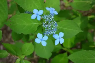 <p>Beautiful blue color!</p>