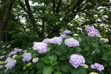 <p>Pale lavender colored hydrangeas</p>