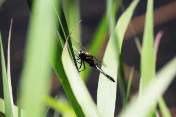 Picchio's Nature Watching Tour