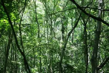 <p>The scenery is beautiful as well as the animals &nbsp;</p>