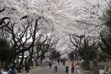 Cherry Blossom Road