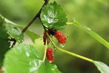 <p>These berries are the local bears' favourite food</p>