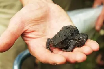<p>This is only the baby; the adult grows to the size of your hand</p>