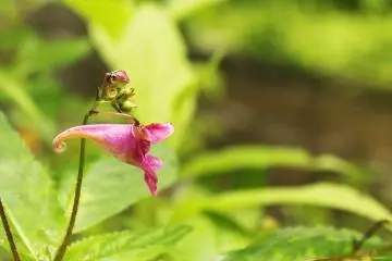 <p>A beautiful local flower &nbsp;</p>