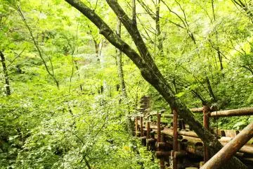 <p>The rain has stopped and the forest looks magical</p>